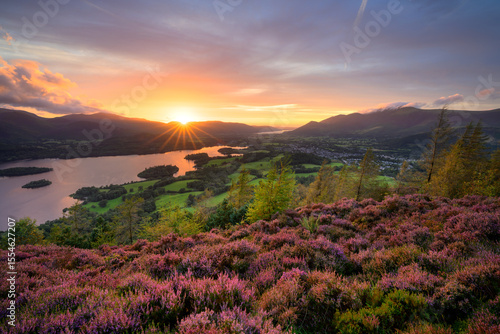 Beautiful view over Derwentwater as the sun sets behind mountains on a summer evening with purple heather blooming in foreground. Lake District, UK.