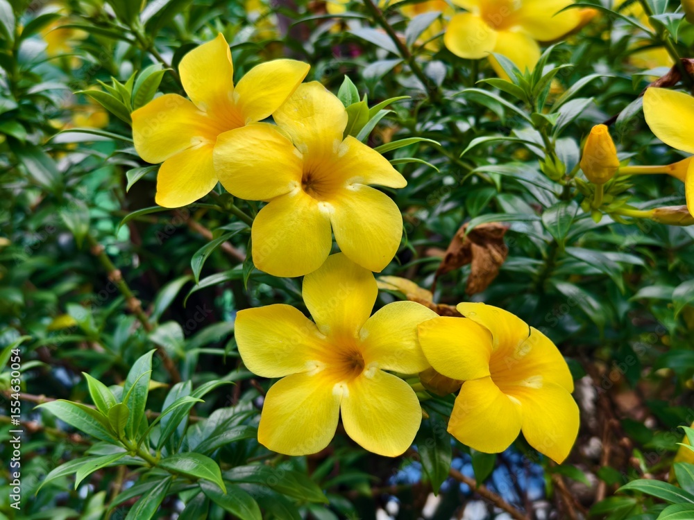 Obraz premium Alamanda flower (Allamanda cathartica) in the afternoon