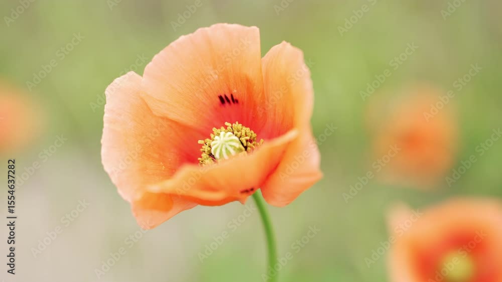 Bright orange poppy with soft focus background. Bright orange poppy with soft focus background.