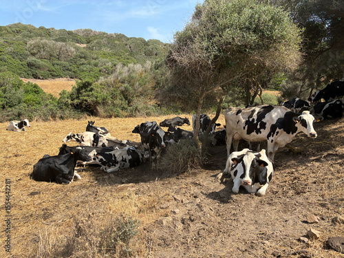 Herd of cows shade from the summer sun on the isladn of Menorca, rural landscape