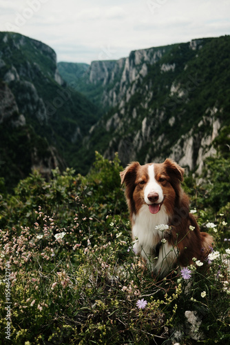 Brown Australian shepherd poses among wildflowers with Lazarev canyon view behind. Serbia country in spring time. Hiking with pets concept.