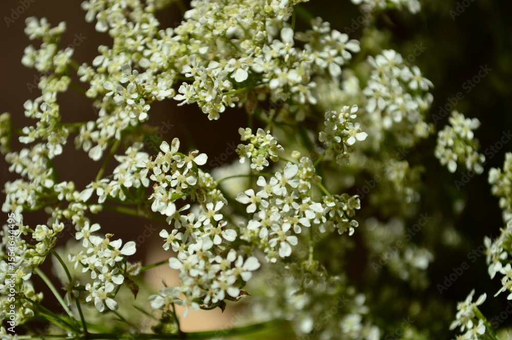 Delicate white wildflowers blooming, displaying intricate details in soft focus. Delicate white wildflowers blooming, displaying intricate details in soft focus.