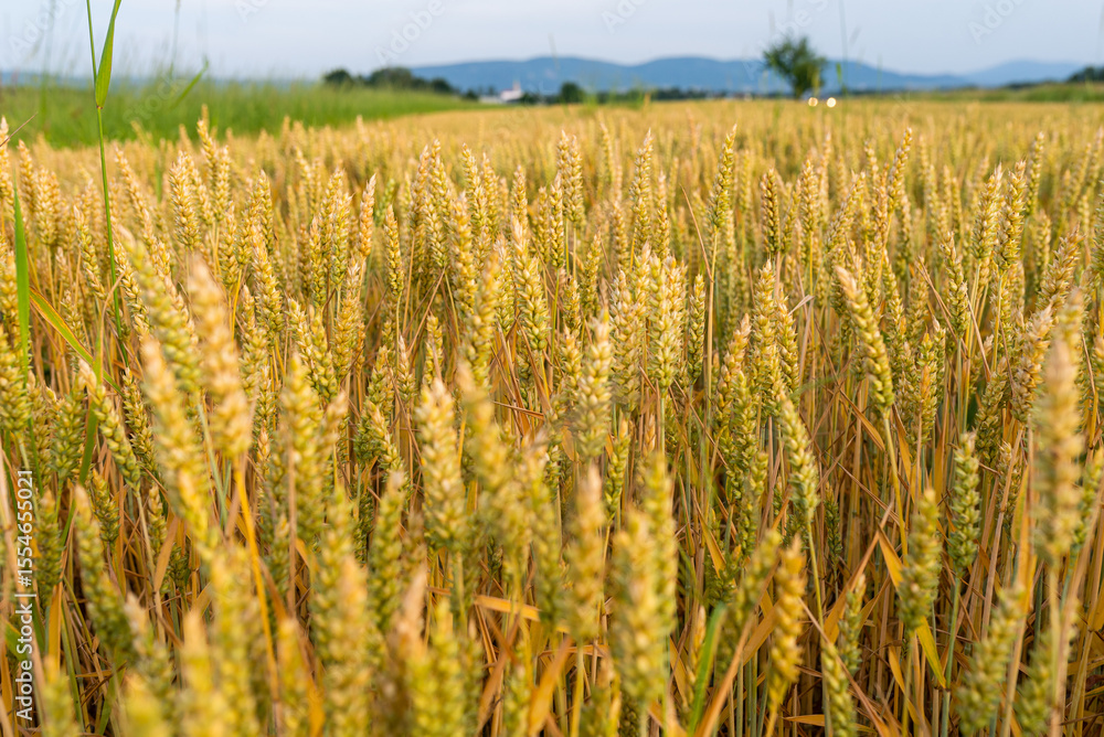 Obraz premium Wheat growing on the field. Countryside landscape.