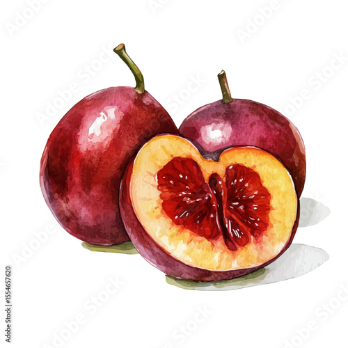 Jujube Slice, watercolor illustration vector, isolated on a white background.