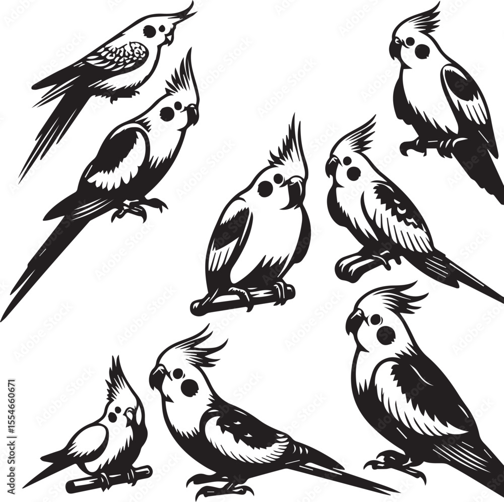 Obraz premium Cockatiel Parrot Vector 