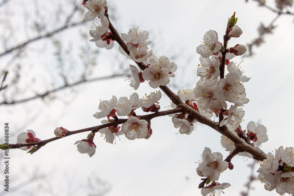 White flowers blooming on a tree, spring White flowers blooming on a tree, spring