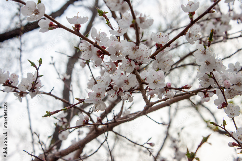 White flowers blooming on a tree, spring White flowers blooming on a tree, spring