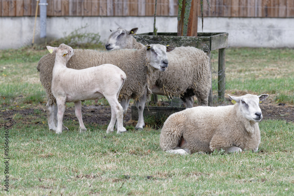 Obraz premium mouton