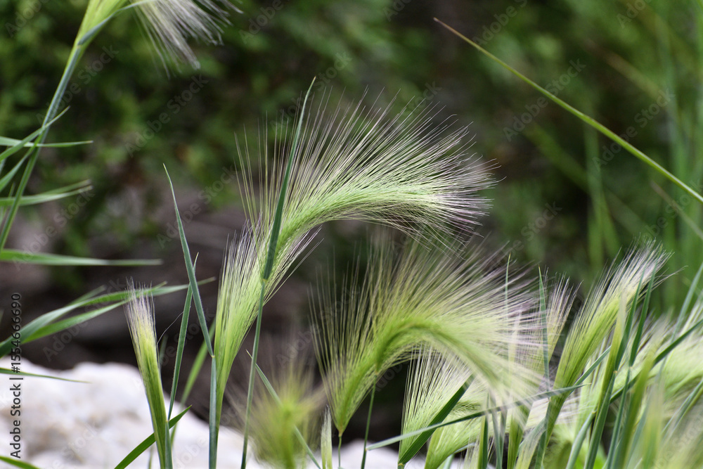 Φωτογραφία Hordeum jubatum is a perennial plant of the Poaceae family of cereals
