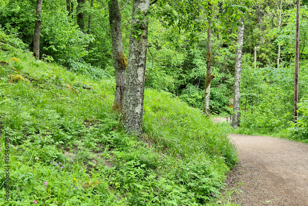Fototapeta premium Path in the forest