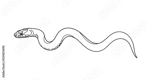 Water snake drawing. It is a black and white outline image of a water snake, a reptile often found in aquatic environments. Vector sketch line art draw.