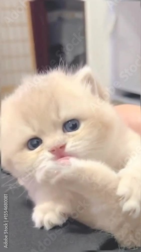 A person holds a fluffy white kitten gently in their hands, showcasing its soft fur and curious expression.