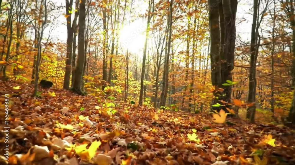 Golden autumn forest pathway Golden autumn forest pathway