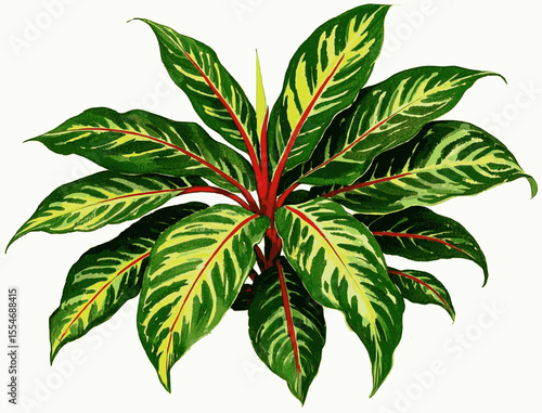 Lucky Brush Evergreen Auspicious plants Aglaonema isolated watercolor vector illustration svg