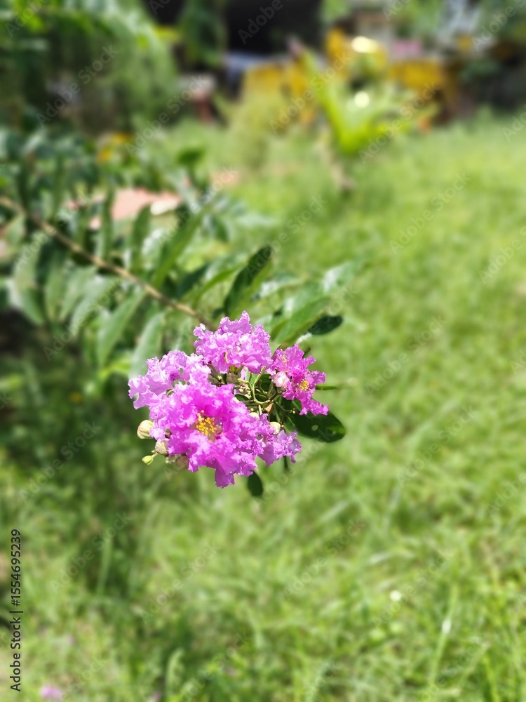 Obraz premium flowers in the garden