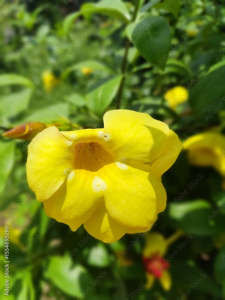yellow flowers yellow flowers