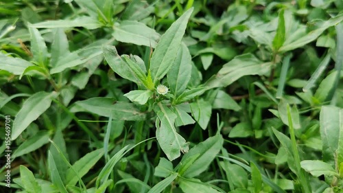 Eclipta Prostrata or False Daisy beautiful green plant footage 