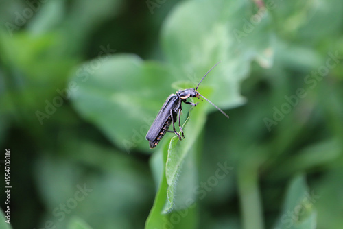 Dark Soldier Beetle on Clover Leaf in Green Foliage