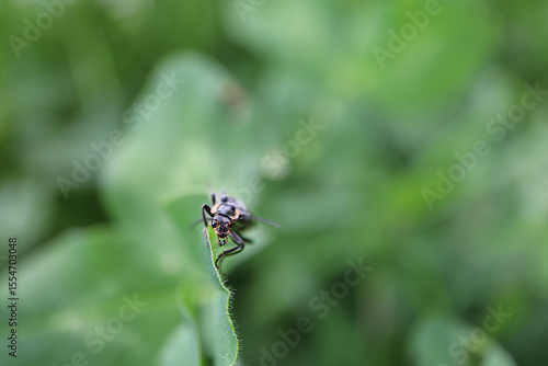 Dark Soldier Beetle on Clover Leaf in Green Foliage