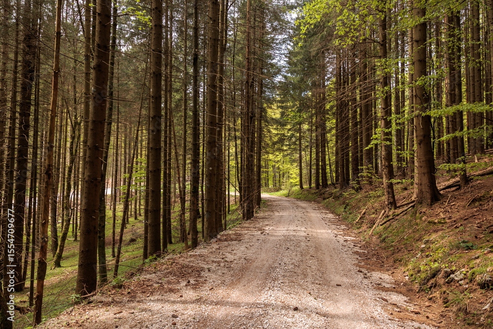 Fototapeta premium strada sterrata che passa in mezzo agli abeti in un bosco di montagna in Slovenia, di giorno, in primavera