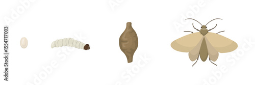 Clothes moth life cycle from egg to larva, pupa and adult insect