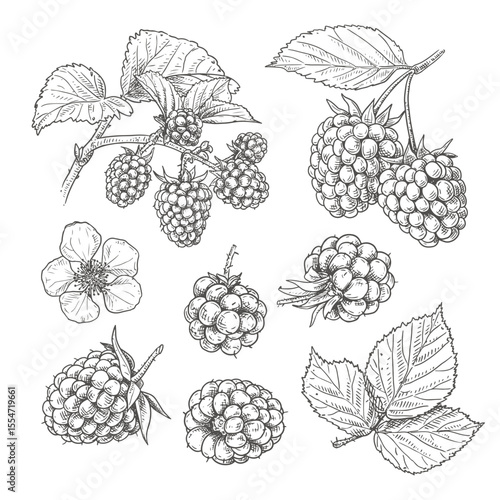 Hand drawn fresh blackberries. Set sketches with blackberries on a branch, with berries, leaves and flowers. Vector illustration isolated on white background.