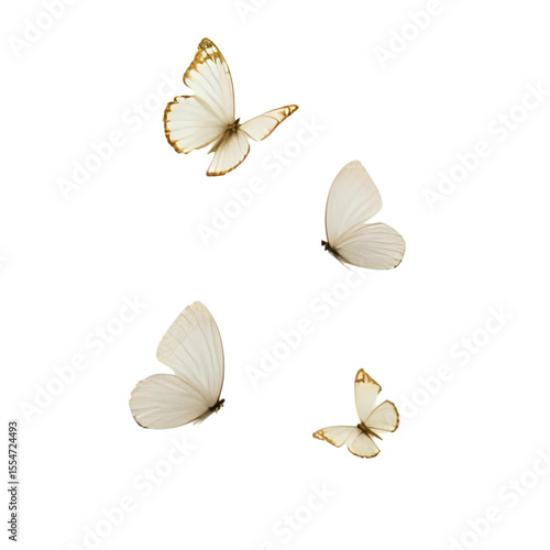 a group of butterflies on a white background
