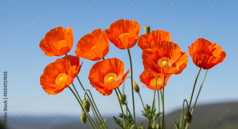 Obraz premium Vibrant orange poppies blooming under a sunny blue sky: a cheerful spring floral image
