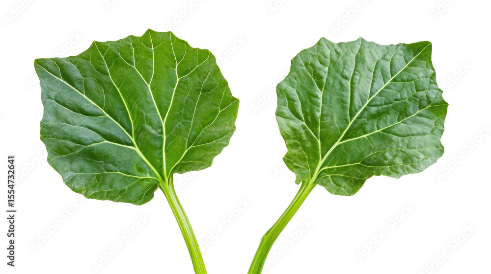 Naklejka premium Green collard greens leaves with thick stems and large broad surface, Transparent background, PNG file