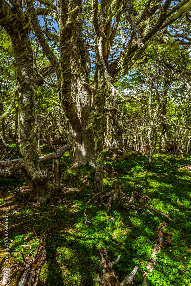 Fototapeta premium Evergreen beech forest near foot of Andes mountains, Patagonia, Argentina, South America, chile