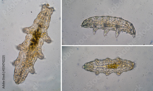 Tardigrades, also known as water bears or moss piglets, moving under microscope