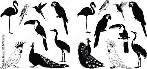 set of exotic birds silhouette illustrations, flamingo, toucan, parrot and peacock in minimalist style