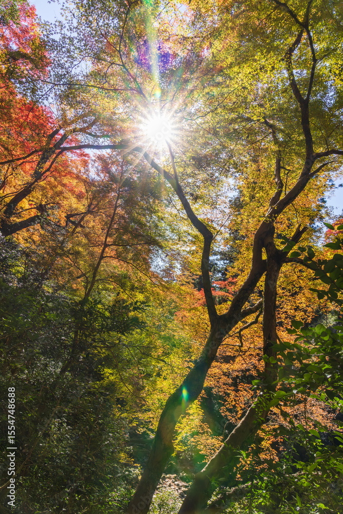 Obraz premium 箕面公園の紅葉 大阪府箕面市にて