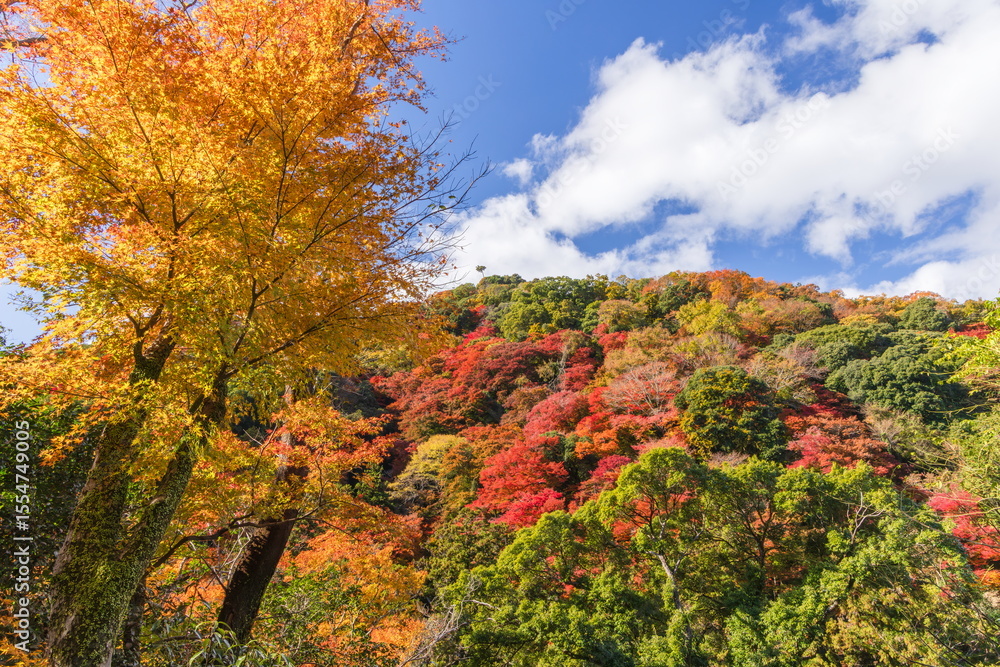 箕面公園の紅葉 大阪府箕面市にて 箕面公園の紅葉 大阪府箕面市にて