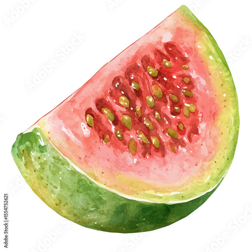 Guava Slice, watercolor vector, isolated on a white background.