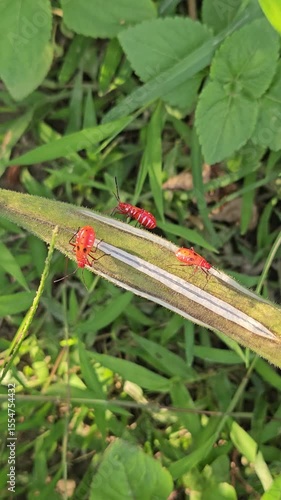 dragonfly on a leaf