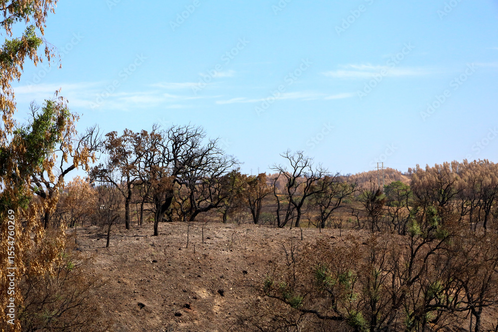 flagelo dos incêndios flagelo dos incêndios