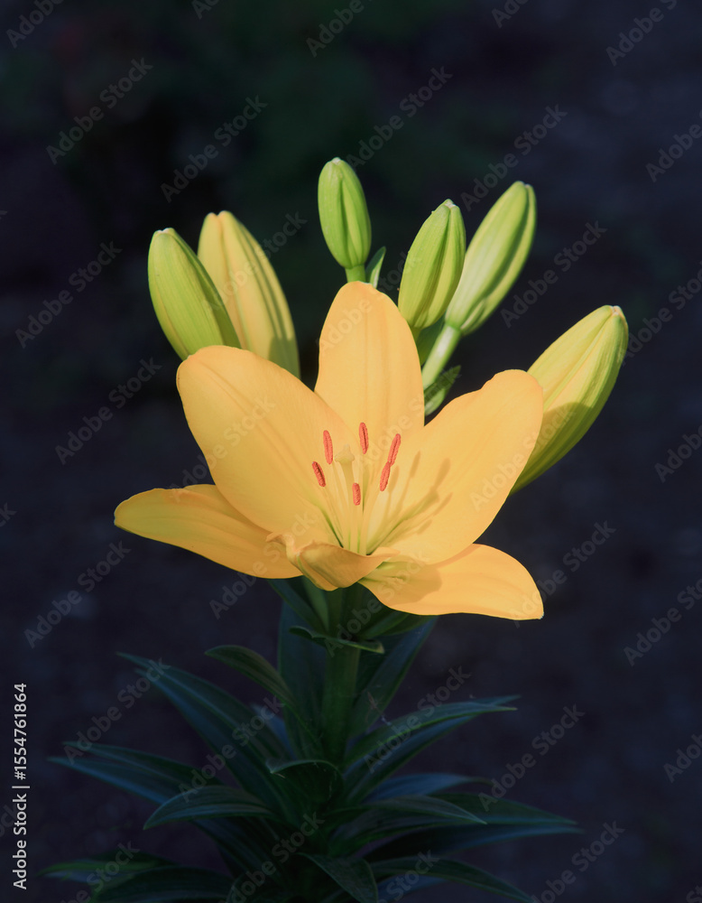 Obraz premium Yellow garden lily close up