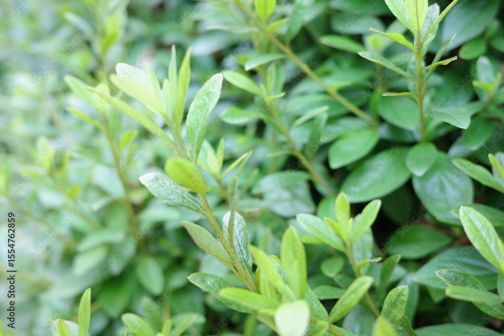 close up of green leaves close up of green leaves
