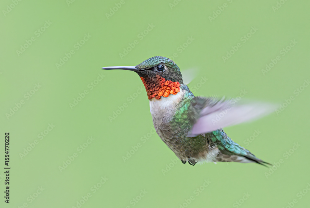 Fototapeta premium Ruby-throated hummingbird male isolated on a green background in flight