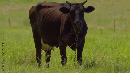 Wallpaper Mural The cow is grazing in the field. The cow is in the village. Torontodigital.ca