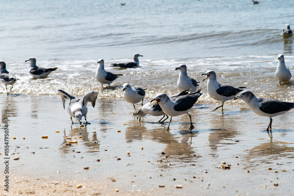 seagulls with wave on the beach seagulls with wave on the beach