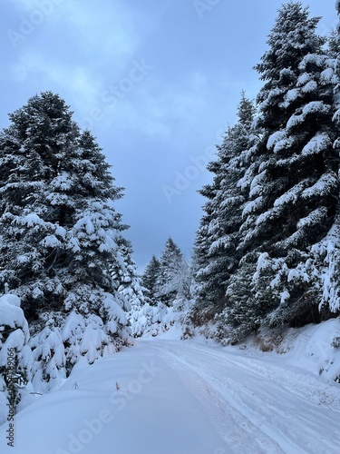 snow covered trees