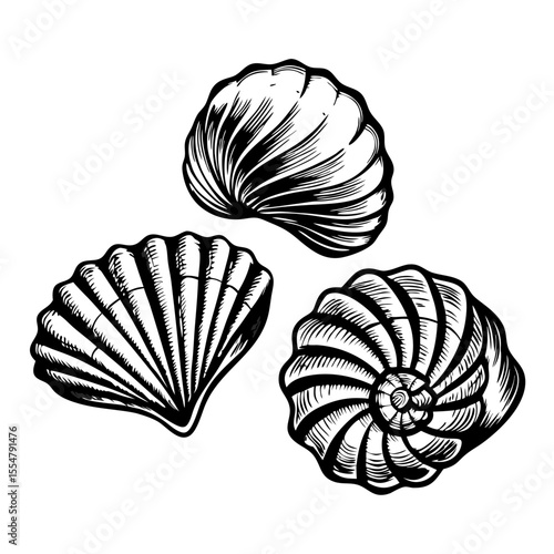 Hand-drawn seashells set. Detailed illustration of three different seashells, including scallop and spiral shells.