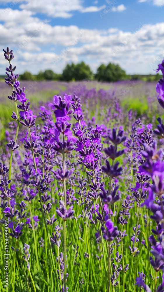 Obraz premium Blooming lavender field. Bushes of blooming lavender in the open air. Vertical photo.