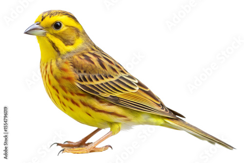 Yellowhammer bird 