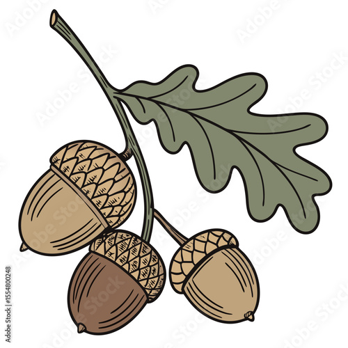 acorns isolated on white background