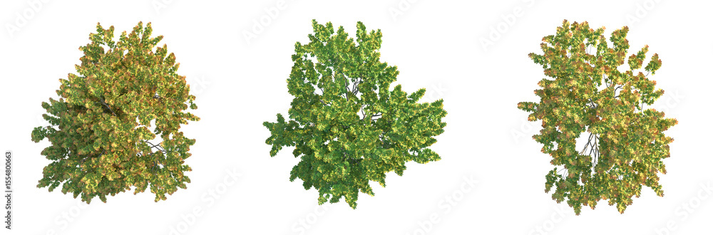 Fototapeta premium Acer campestre Tree plan top view 4k cutout