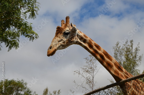 Canvas Print A giraffe in a park in the island