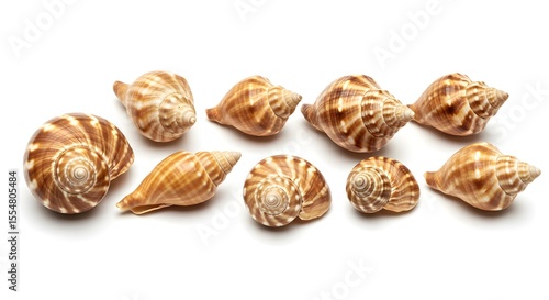 Wallpaper Mural Seashells, Shells, Spiral shells, Collection of Spiral Seashells on White Background Torontodigital.ca